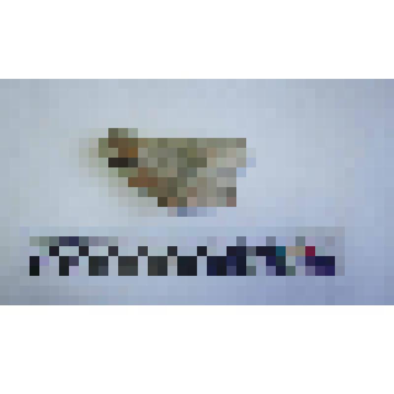 Венчик амфоры типа Зеест 77