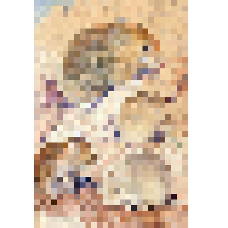 Пищуха и полевки. Рисунок