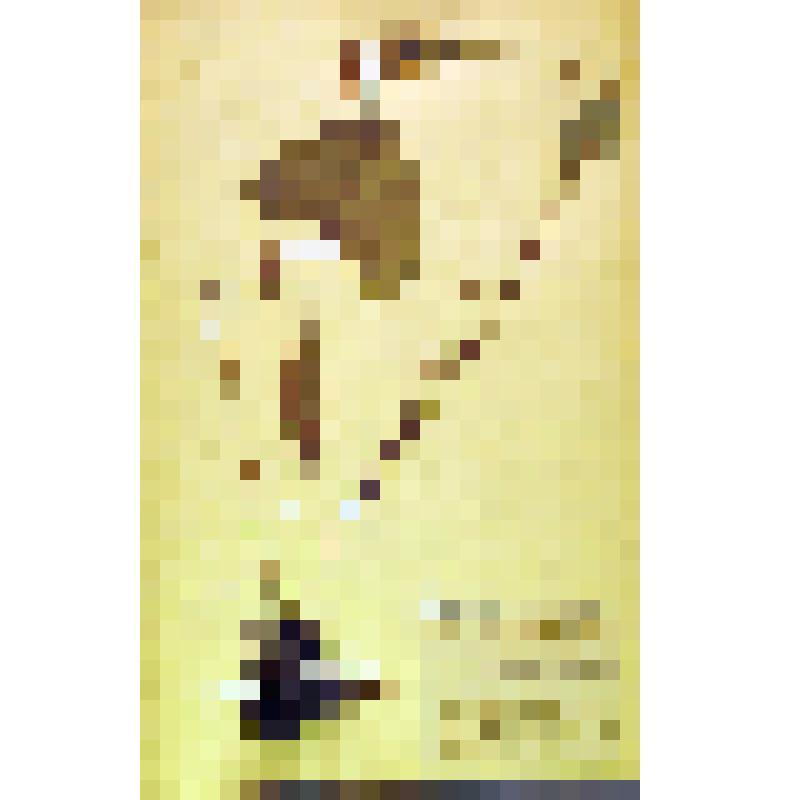 Лист гербарный. Бузульник Фишера (Ligularia fischera)