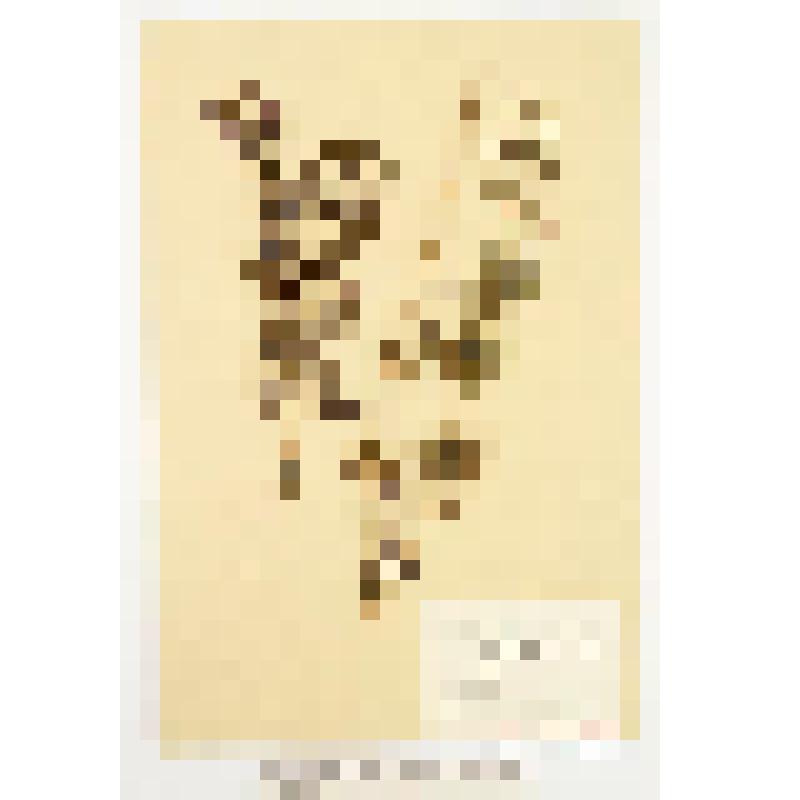 Гербарный экземпляр сосудистых растений. Душица обыкновенная