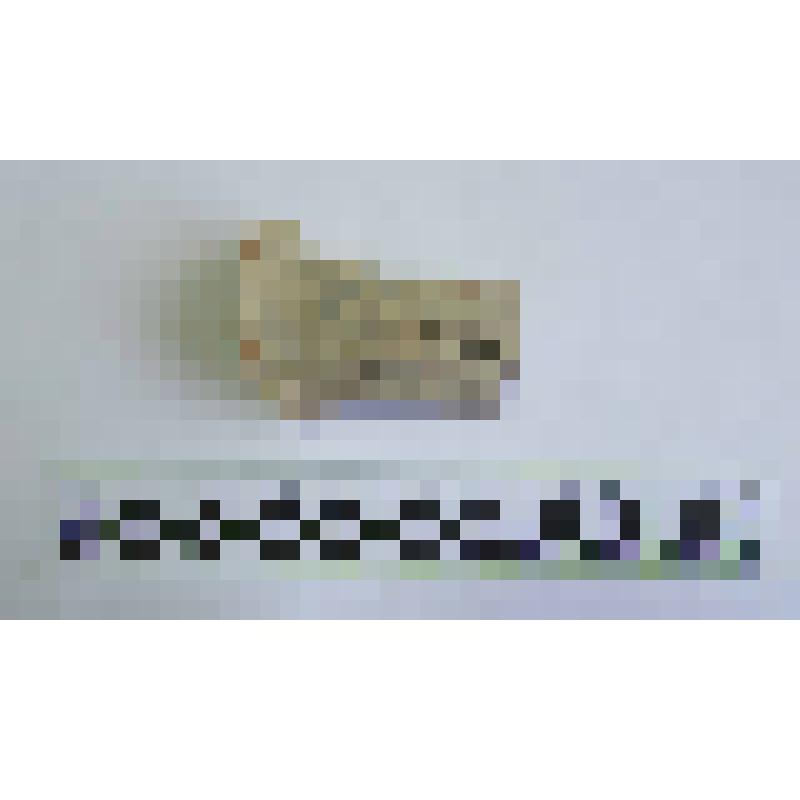 Ручка амфоры типа Зеест 72