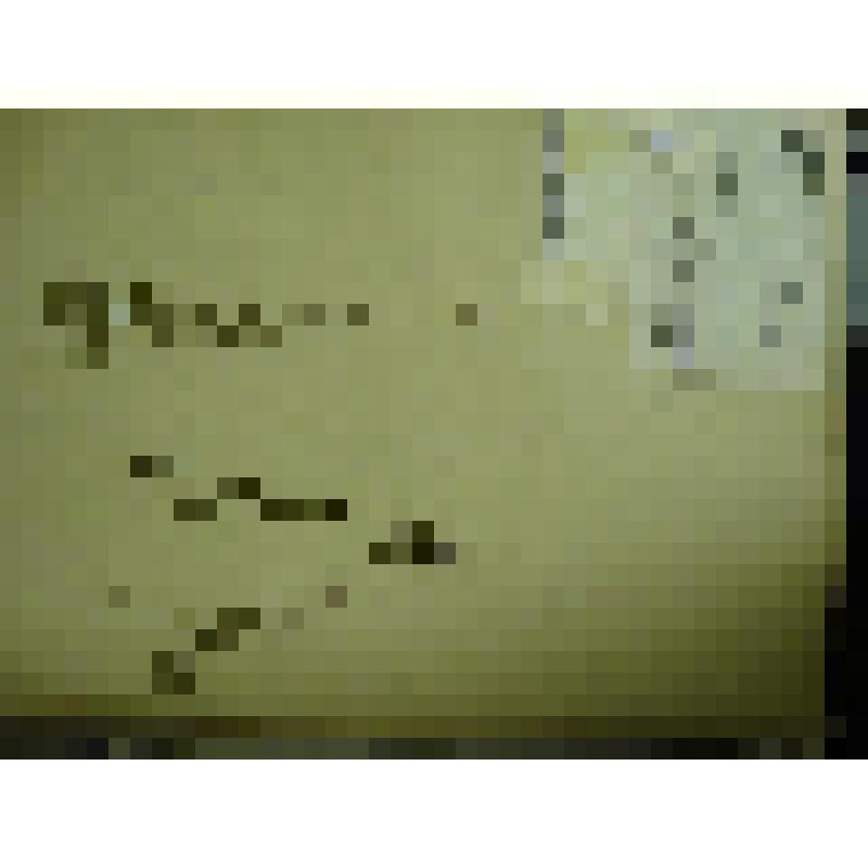 Гербарий. Мелкоцветник прямой, гербария М.И.Губельмана