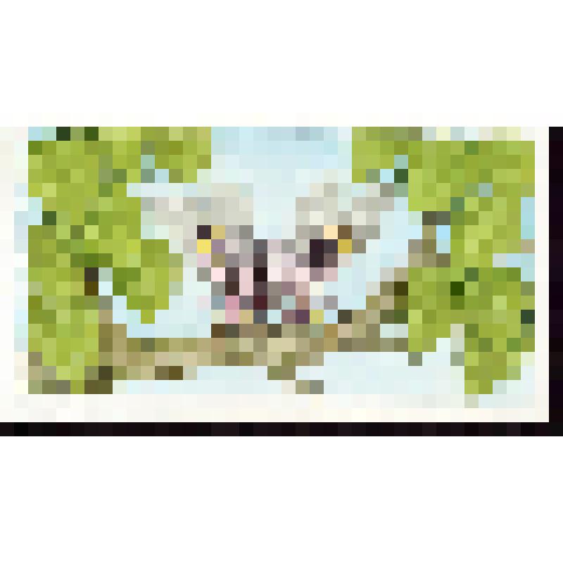 Богомол защищается посредством наличия на распущенных крыльях контрастных пятен, напоминающих крупные глаза и пугающих врагов (с.18)