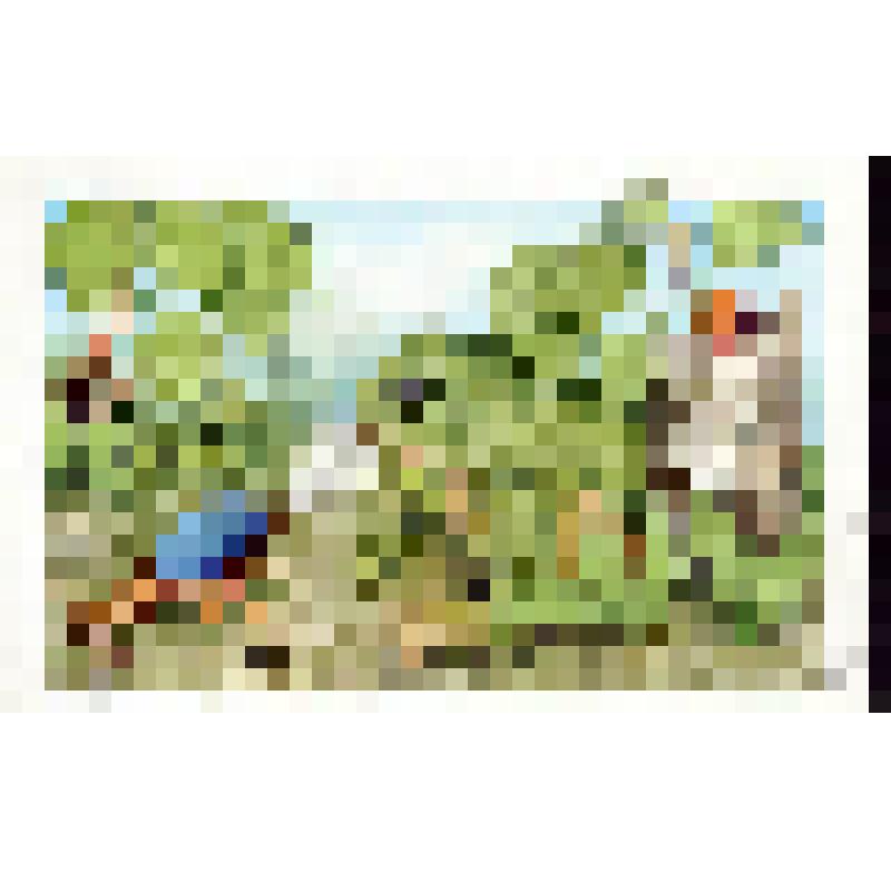 Жук бомбардир, защищающийся от нападающей на него лягушки (21)