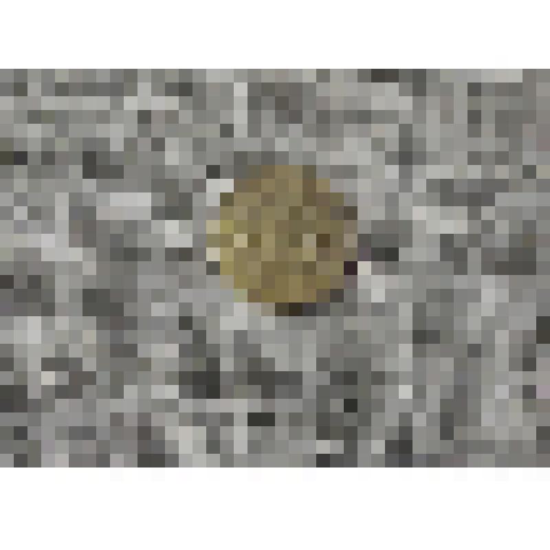 Монета. Две копейки