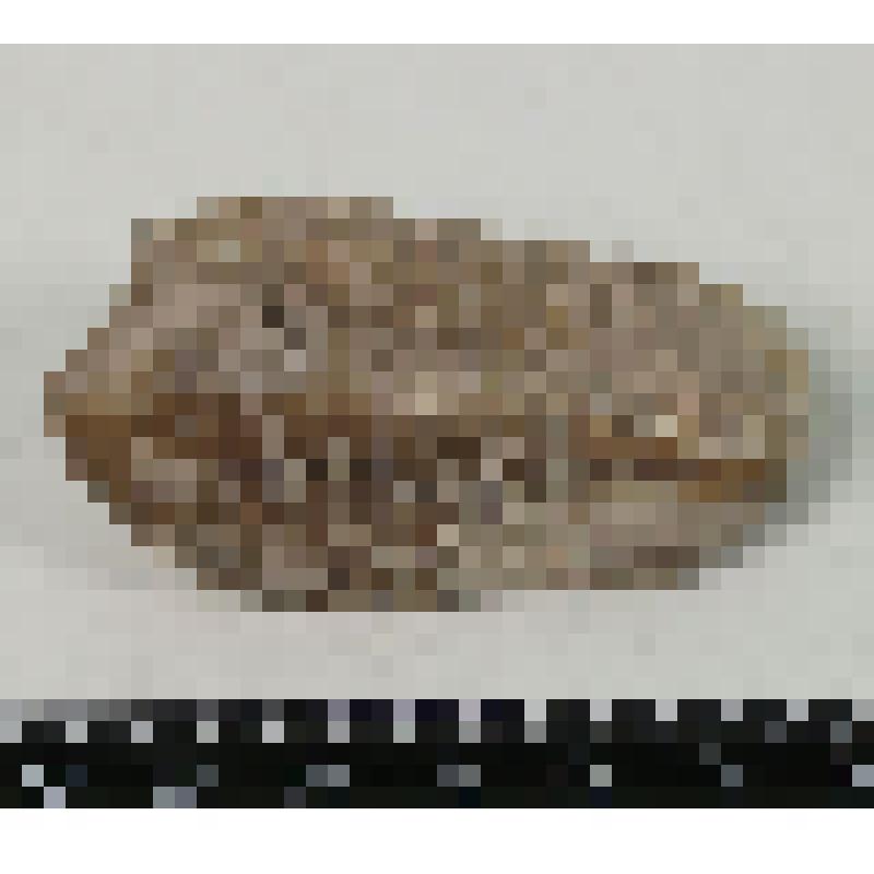 Палеонтологический образец. Трилобит. Asaphus sp