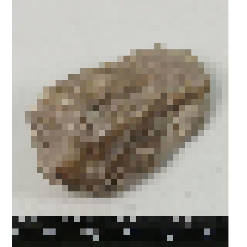 Палеонтологический образец. Трилобит. Asaphus sp