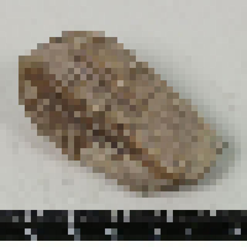 Палеонтологический образец. Трилобит. Asaphus sp