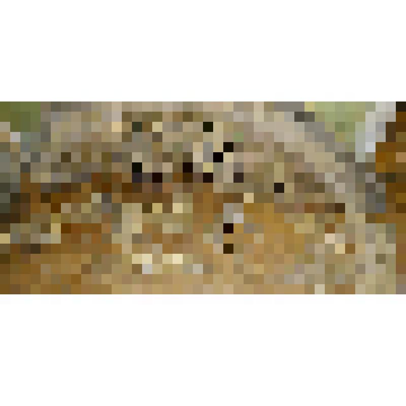 Фрагмент украшения иконостаса (фрагмент сени царских врат)