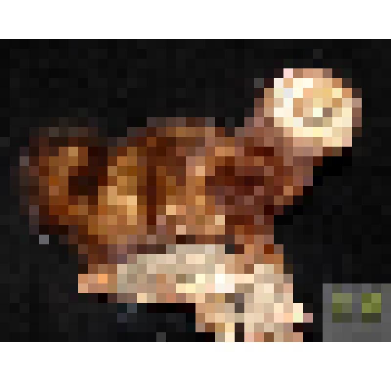 Хорек черный (Mustela putorius)