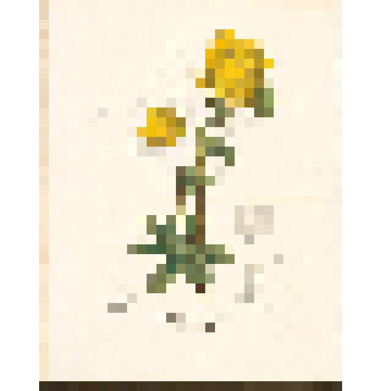 "Trollius Europaeus. Trolle d'Europe". Гравюра резцовая, раскрашенная от руки