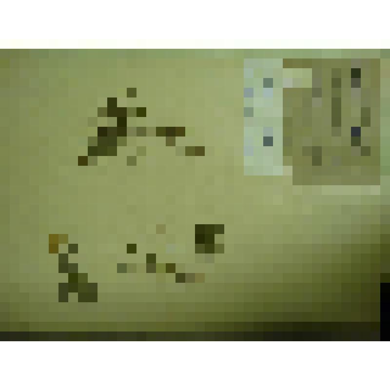 Гербарий. Земляника восточная, гербария М.И.Губельмана