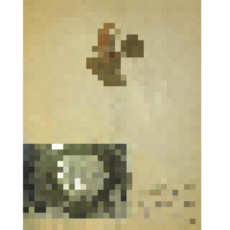 Калина обыкновенная Viburnum opulus