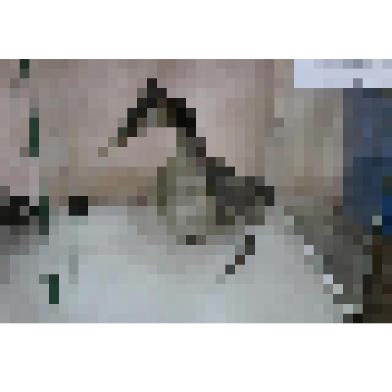 Чучело утки крохоль