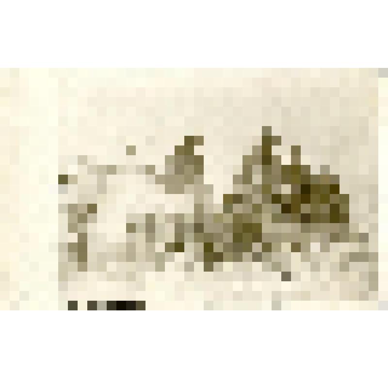 Фотография. Встреча с этнографической экспедицией- братья Травиных