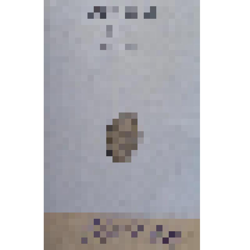 Монета Копейка