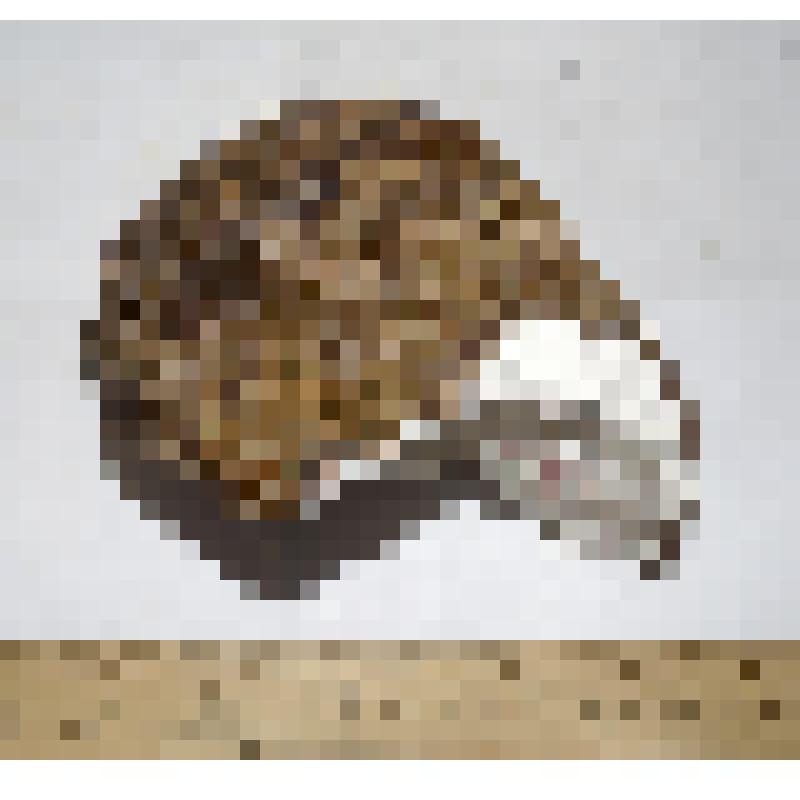 Обломок правой коленной чашечки patella dex таманского слона Archidiskodon meridionalis tamanensis