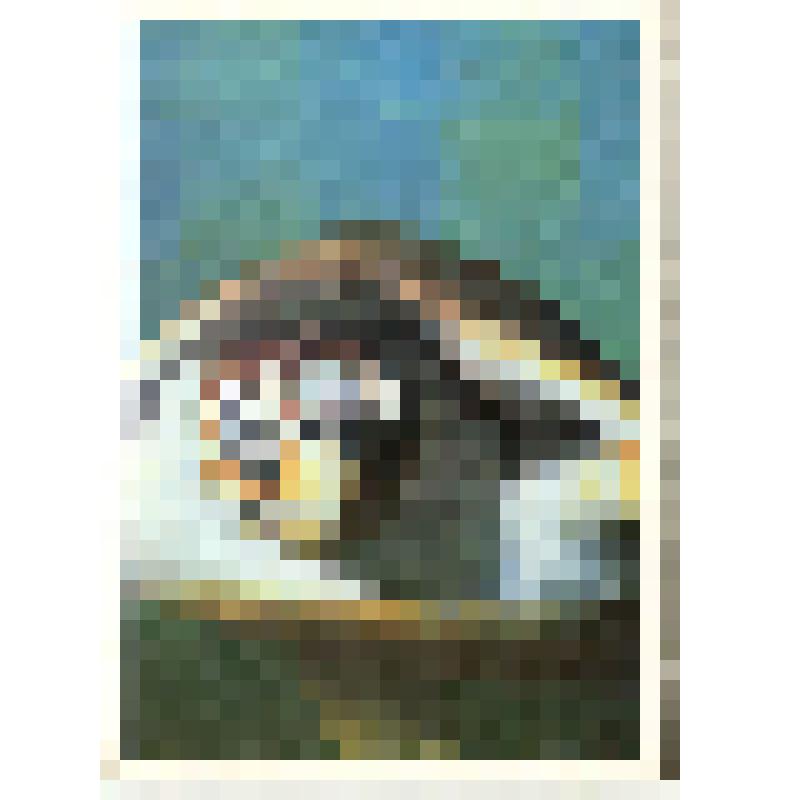 Открытка художественная. Бисса / Набор открыток «Амфибии. Рептилии». - Москва: Издательство «Планета»