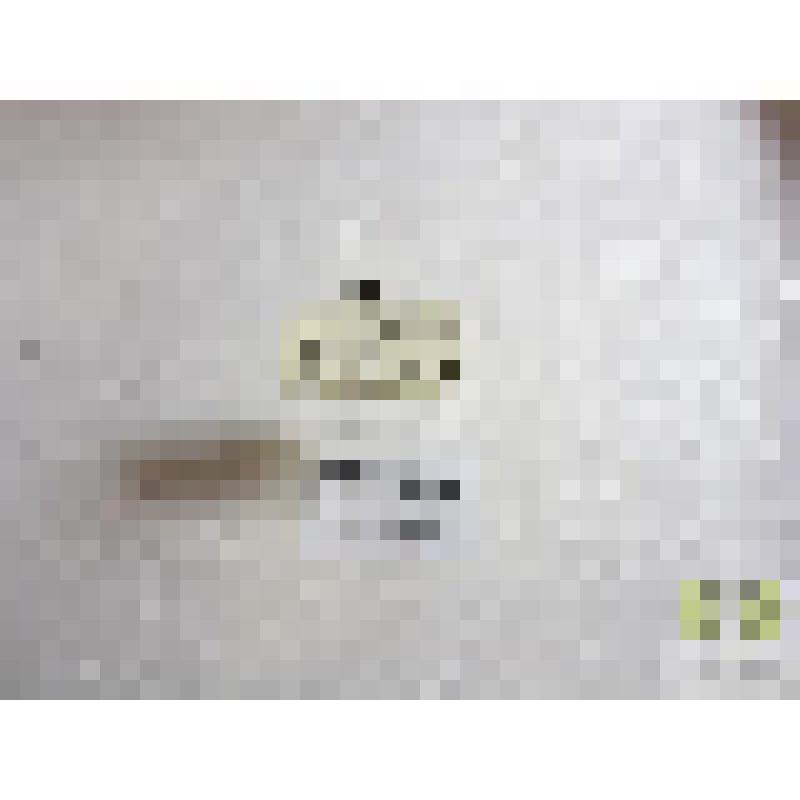 Нырялка болотная (Hydroporus palustris L.)