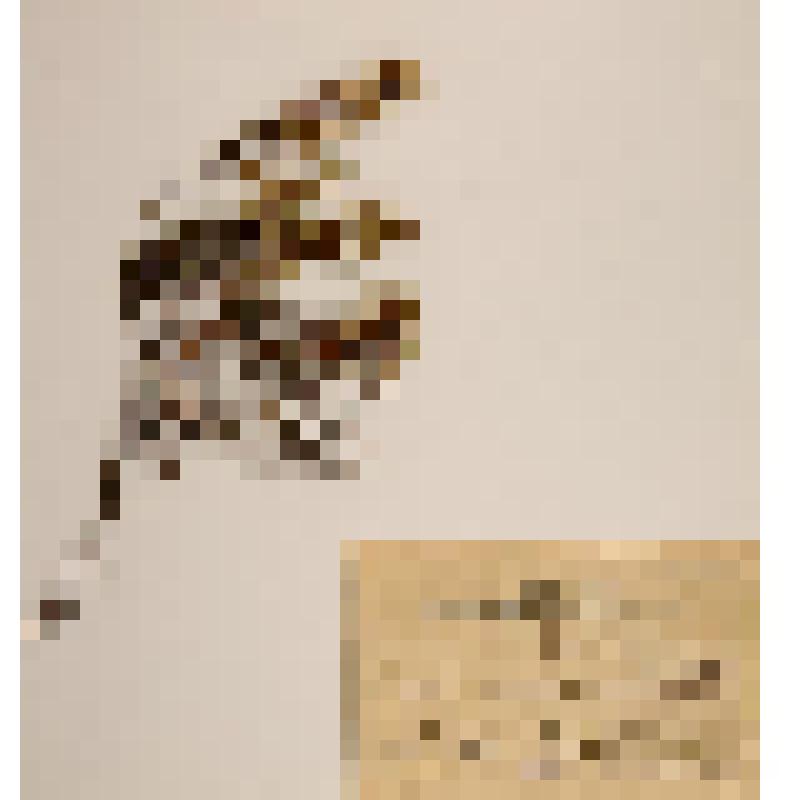 Гербарий. Водяника сибирская. Empetrum sibiricum. (Шикша, сикса.)