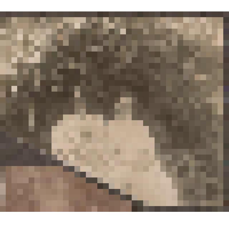 Фотография в альбоме. Оленина (Гомбковская) Клеопатра Владимировна с младенцем на руках, рядом сидит неизвестная женщина. Из комплекта: Семейные фотографии, принадлежавшие Алексею Александровичу Оленину и Марии Алексеевне Олениной -Д'Альгейм