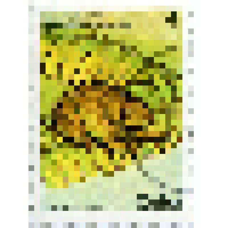 Марка почтовая. Земноводное квакша кубинская (Osteopilus septentrionalis). Номинал 4 кубинских сентаво