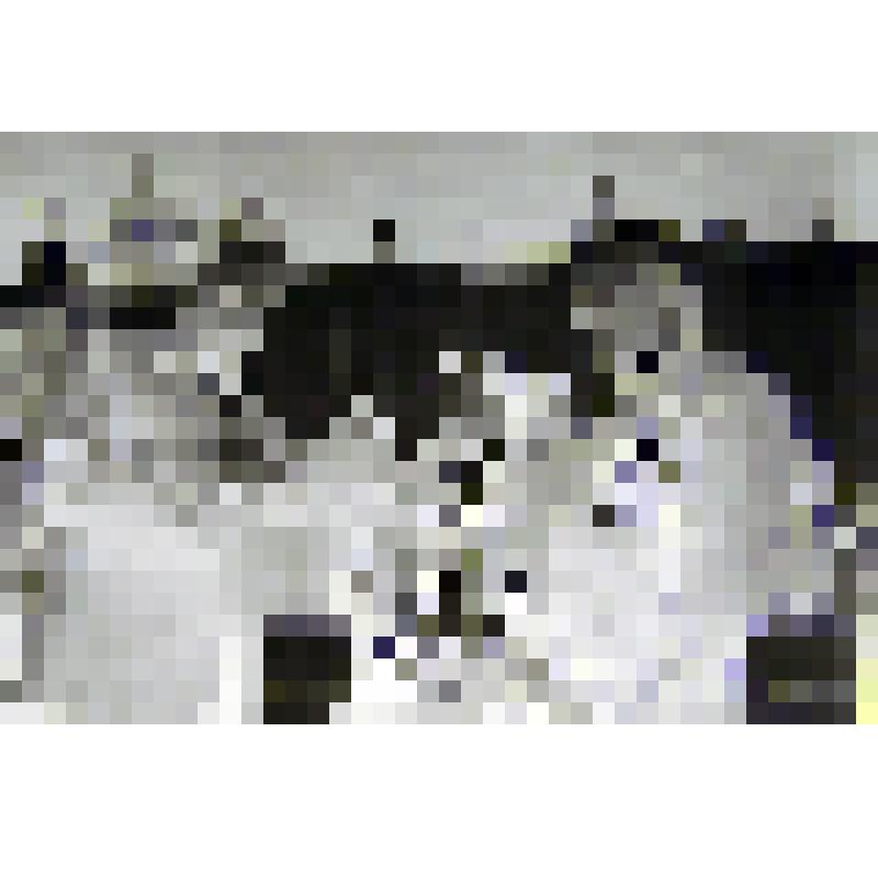 Негатив. Присуждение звания "Почетный гражданин Соликамска" Лыткину В.В. на празднике 50-летия советского калия