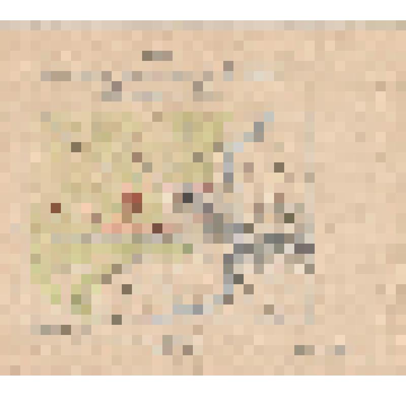 Документ. Схема расположения подразделения 212 Армейского Запасного стрелкового полка 23 августа 1943 года. Из коллекции материалов о Белопухове Сергее Семеновиче (1900-1975), уроженце села Гольцовка Георгиевской волости Кинешемского уезда Костромской губ