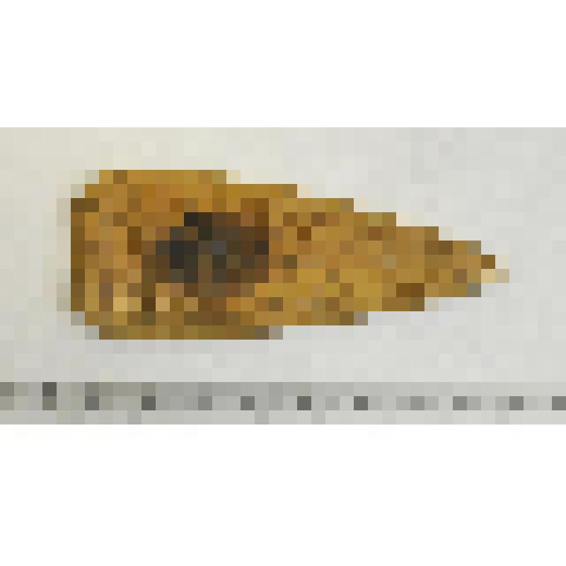 Предмет костяной