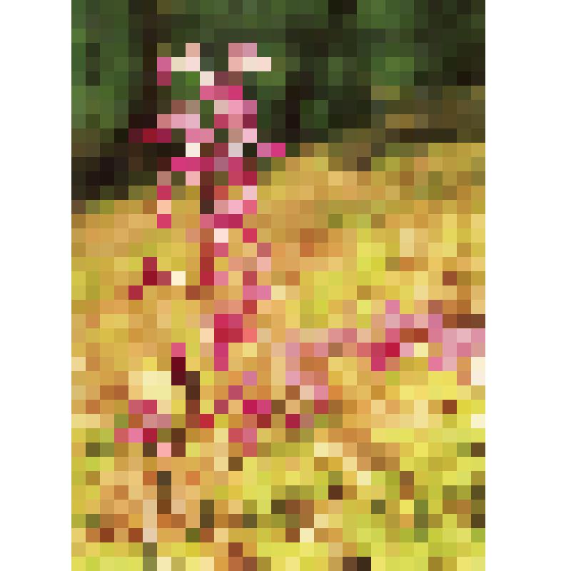 Открытка "Ятрышник Деревенский или Ятрышник Провансальский. Семейство Ятрышниковые" из комплекта "Охраняемые растения черноморского побережья Кавказа". Издание: М.: "Внешторгиздат". СССР, 1981 г