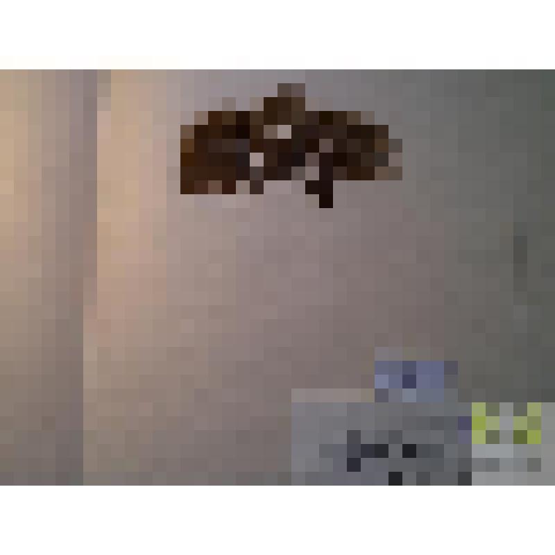 Дикранум метловидный (Dicranum scoparium Hedw)