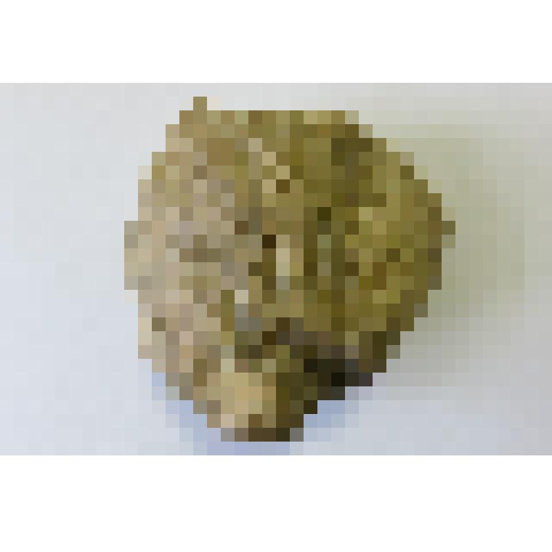 Окаменелость. Коралл окаменелый