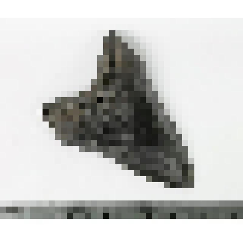 Палеонтологический образец. Зуб акулы мегалодона (нижний передний). Carcharocles megalodon (Agassiz, 1843)