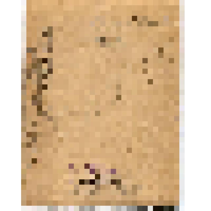 Фотография. Ольга Максимиллиановна Новикова - урожденная Левенштейн, по первому мужу Принц