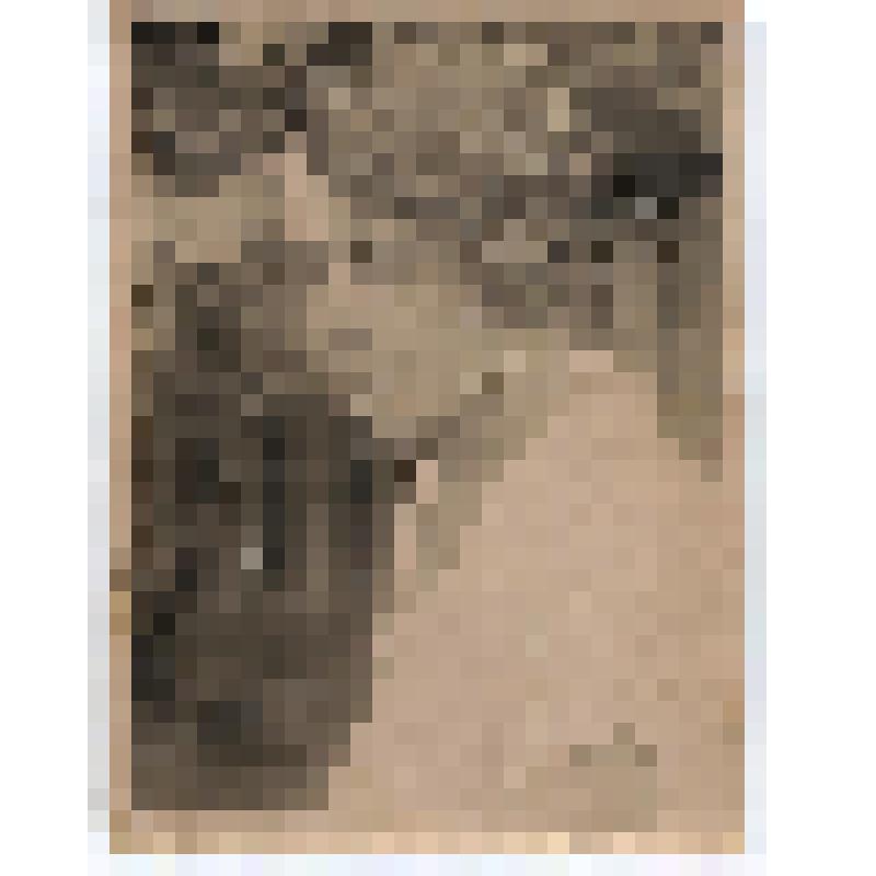 Фотография. Ольга Максимиллиановна Новикова - урожденная Левенштейн, по первому мужу Принц