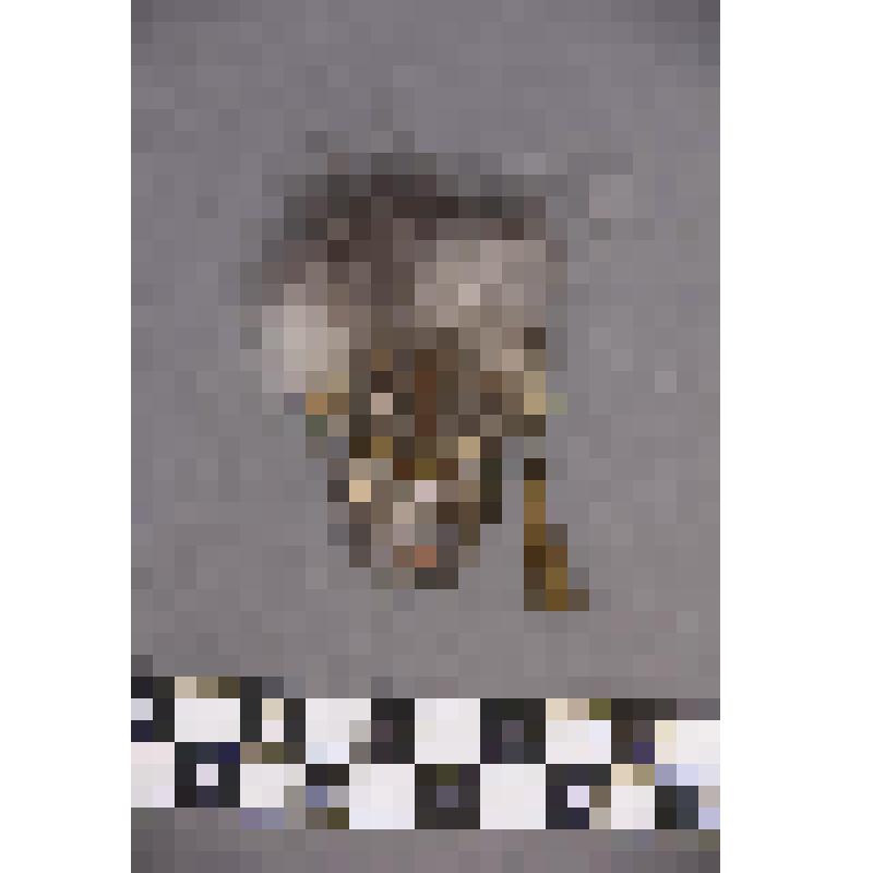 чеканка. Талисман на металлической пластине в виде продолговатого лица человека. волосы из меха.  В ушах кольца, на одном конусовидная подвеска полая внутри. На обратной стороне подложка из кожи. Вверху пластины закреплено металлическое кольцо