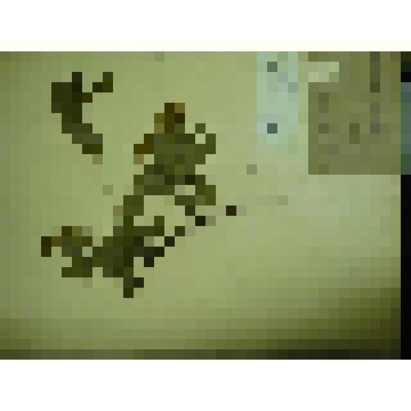 Гербарий. Спирея средняя, гербария М.И.Губельмана