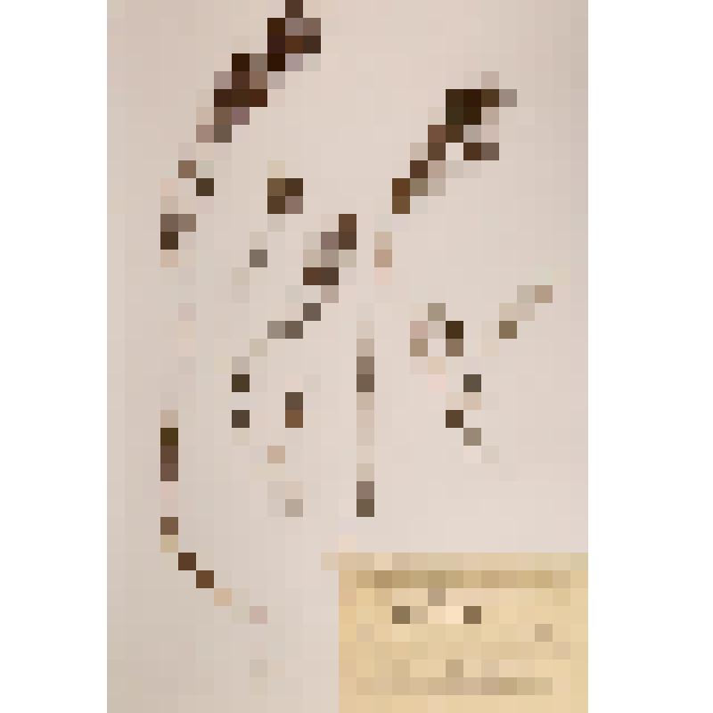 Гербарий. Подбел болотный. Andromeda polifolia