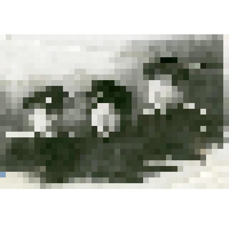 Фотография. Богомолова З.А., выпускница Ставропольского пединститута с друзьями - офицерами