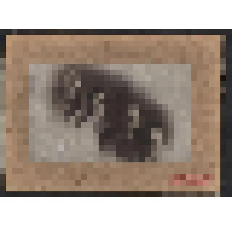 Фотография. Семья Н.П. Качкаева - Леонтьева