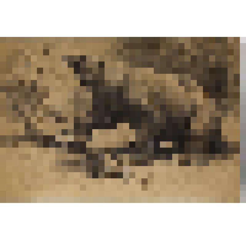 Мегатерии. Рисунок