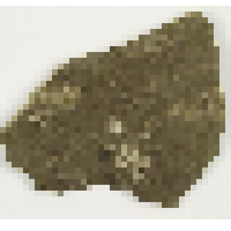 Отряд скрыторотые. Cryptostomata. Скелет