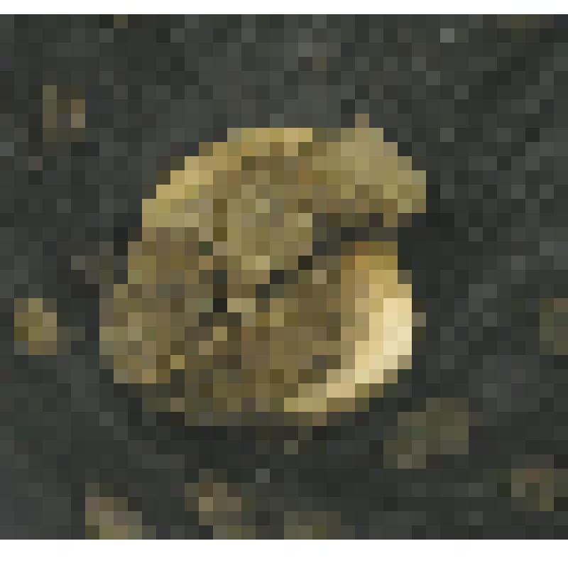 Пуговица костяная