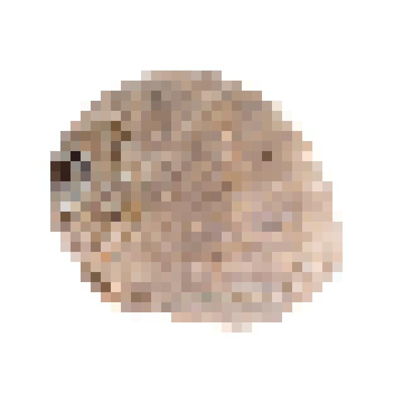 Раковина. Криптонатика янтостома. Cryptonatica janthostoma (Deshayes, 1839)