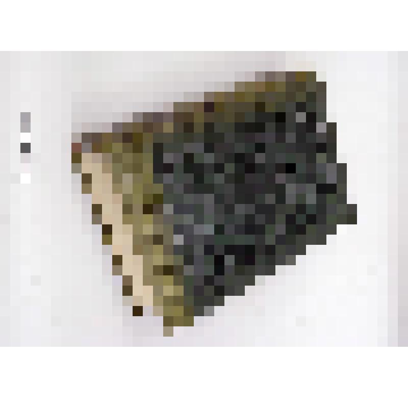 Продолжение свода законов Российской империи, изданного в 1857 году: По 31 марта 1863 года. Ч. 1. Книга