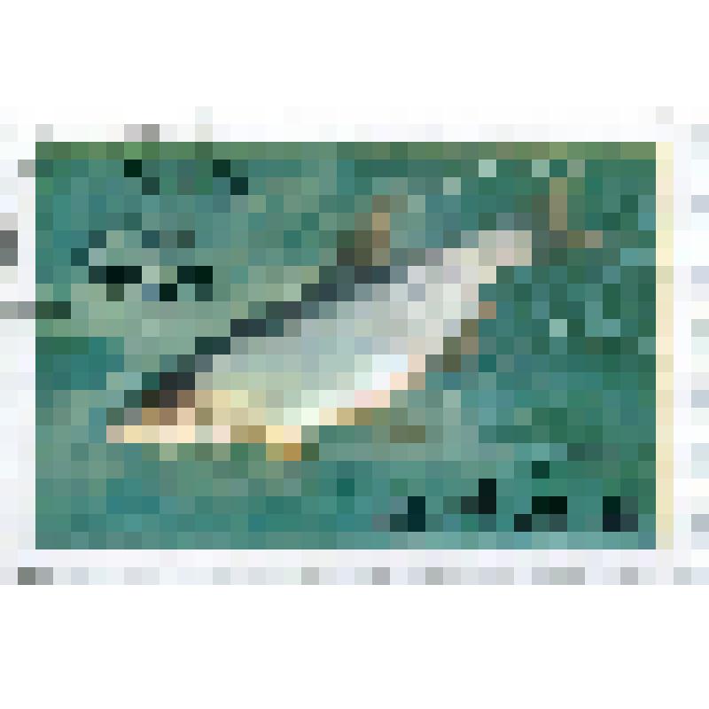 Марка почтовая. Рыба карповая (Cyprinidae). Номинал 10 северо-корейских чон