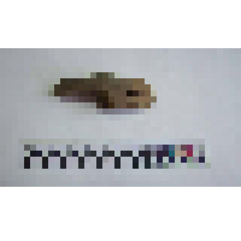 Фрагмент венчика амфоры типа Зеест 80
