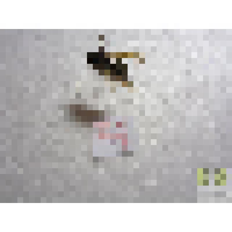 Оса лесная (Vespa silvestris Scop.)