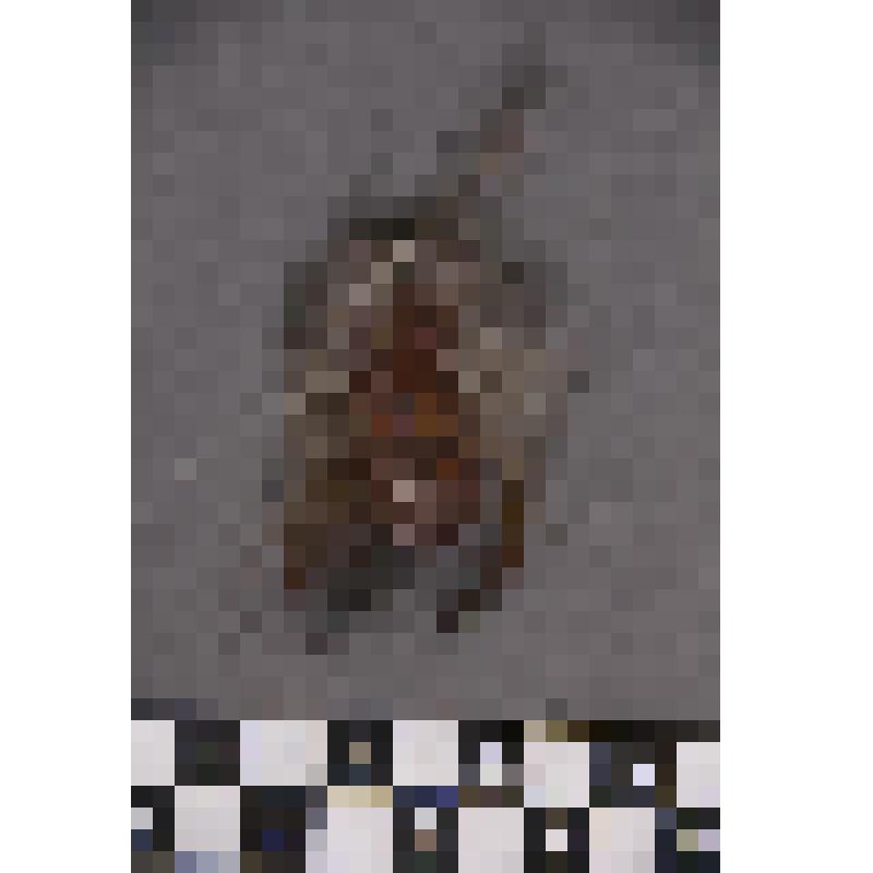 коллекция В.Ф. Лагодича. Талисман на металлической пластине в виде лица человека. Волосы из меха