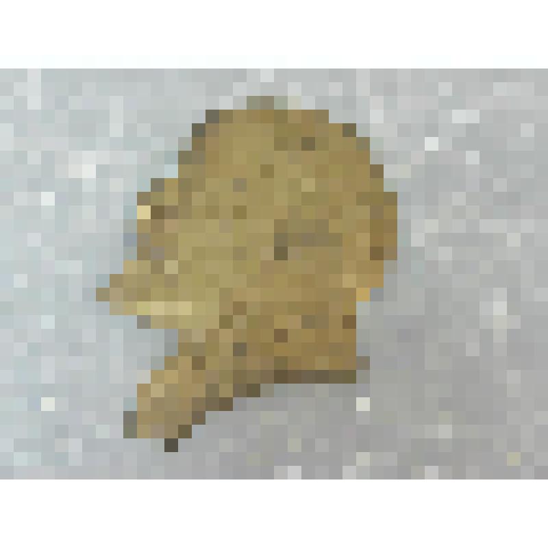 Барельефное портретное изображение В.И.Ленина в профиль влево